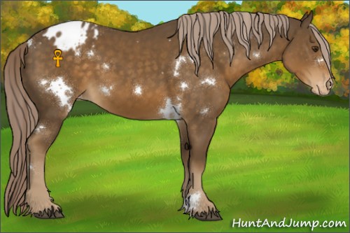 Horse Color:White Spotted Chocolate Palomino Appaloosa 