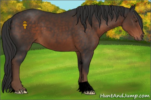 Horse Color:Void Liver Chestnut 