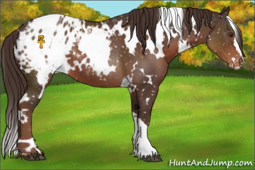 Horse Color:White Spotted Liver Chestnut Appaloosa