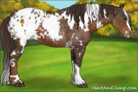 Horse Color:White Spotted Liver Chestnut Appaloosa 