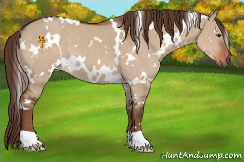 Horse Color:White Spotted Liver Red Dun 