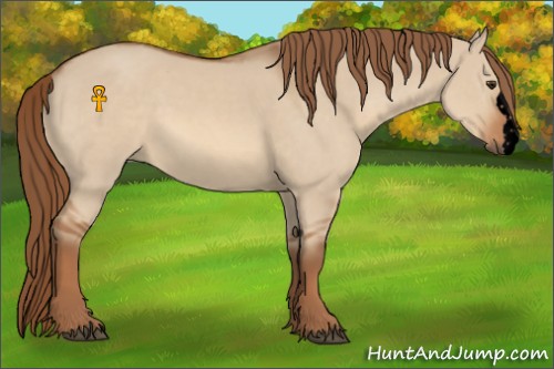 Horse Color:Void Red Dun 
