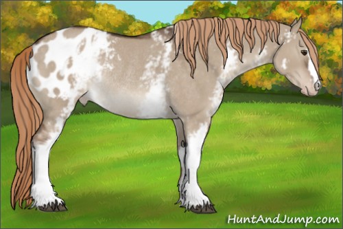 Horse Color:White Spotted Liver Red Dun Appaloosa Rabicano 