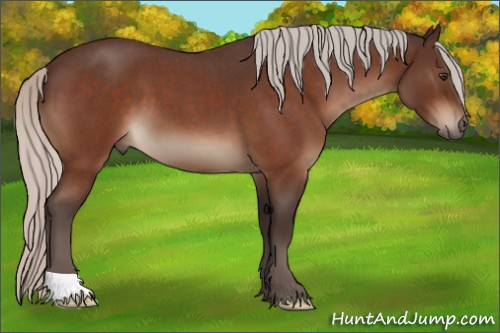Horse Color:Silver Brown Roan 