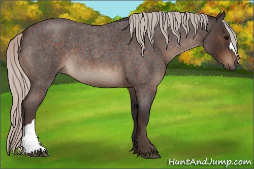 Horse Color:Silver Brown Roan 