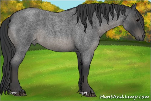 Horse Color:Blue Roan 
