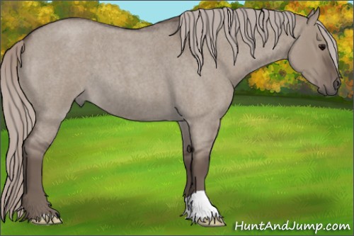 Horse Color:Silver Grullo Roan 