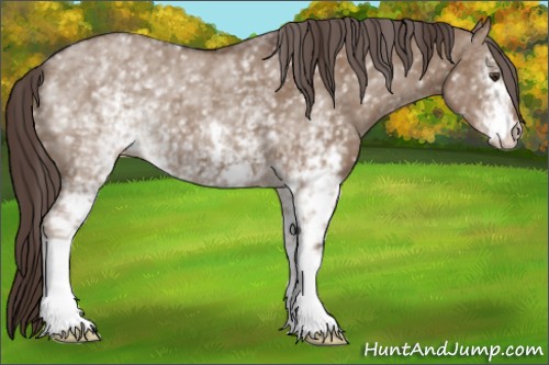 Horse Color:White Spotted Liver Red Dun 