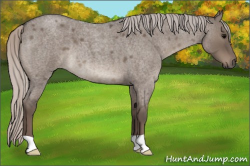 Horse Color:Silver Grullo Roan 