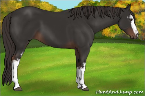 Horse Color:White Spotted Liver Chestnut 