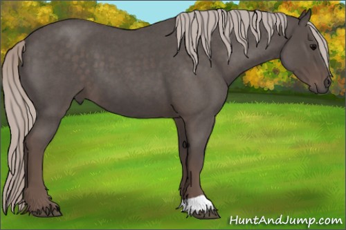 Horse Color:Silver Blue Roan 
