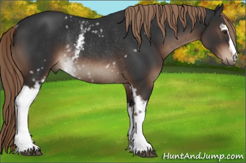 Horse Color:White Spotted Liver Chestnut Rabicano 