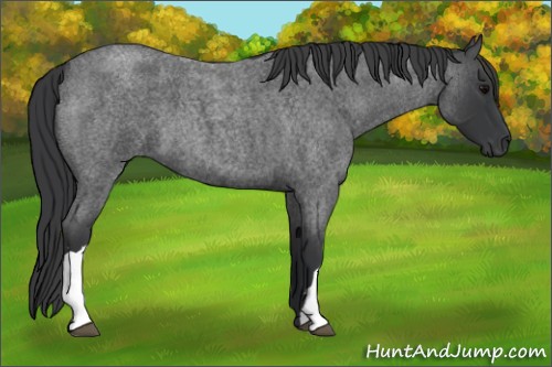 Horse Color:Blue Roan 