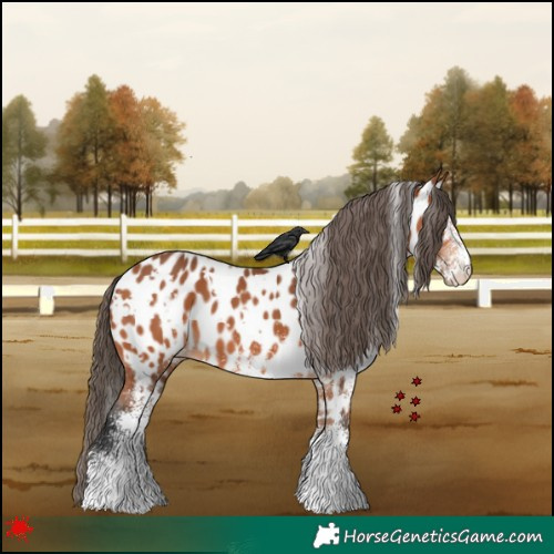 Horse Color:White Spotted Bay Near Leopard