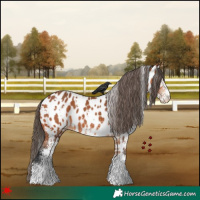 Horse Color:White Spotted Bay Appaloosa