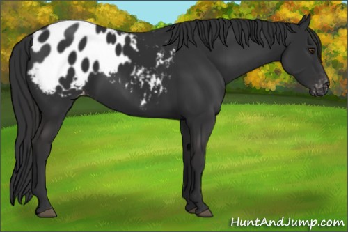 Horse Color:Liver Chestnut Appaloosa Rabicano 