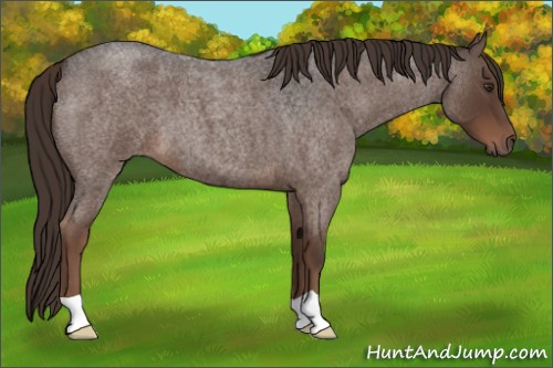Horse Color:Liver Red Roan 