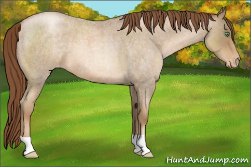 Horse Color:Smoky Blue Roan Pearl Appaloosa 