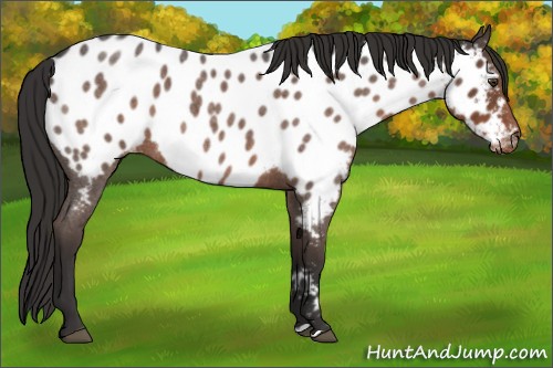 Horse Color:Liver Red Roan Appaloosa 