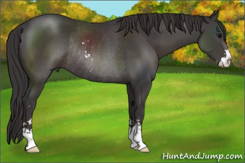 Horse Color:Smoky Black Sabino Rabicano 