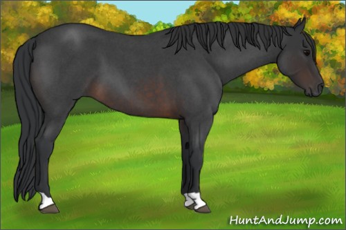 Horse Color:Brown Roan 