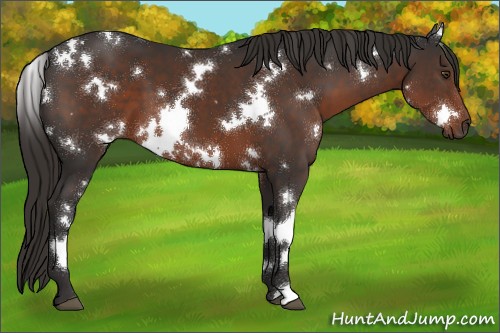 Horse Color:White Spotted Liver Chestnut 
