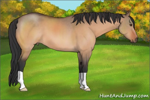 Horse Color:Brown Dun 