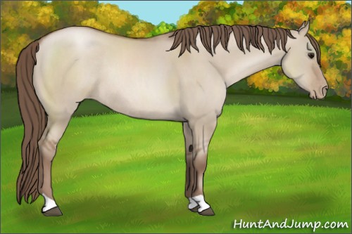 Horse Color:Grullo Pearl Rabicano 