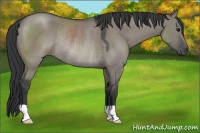 Horse Color:Grullo Rabicano 