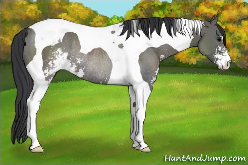 Horse Color:Grullo Sabino Tobiano Rabicano 