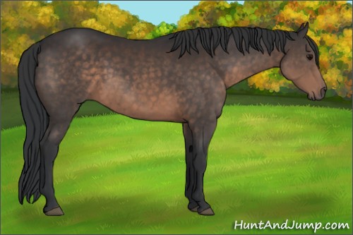 Horse Color:Brown 