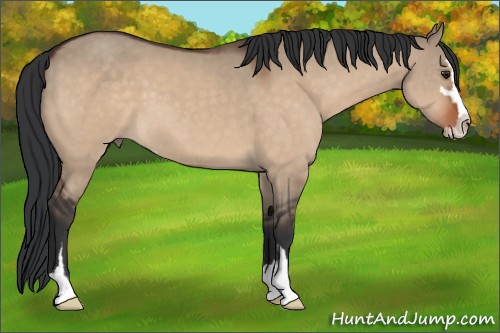 Horse Color:Brown Dun Sabino 