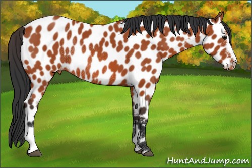 Horse Color:Bay Sabino Appaloosa Rabicano 