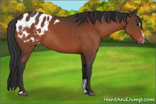 Horse Color:Bay Sabino Appaloosa 