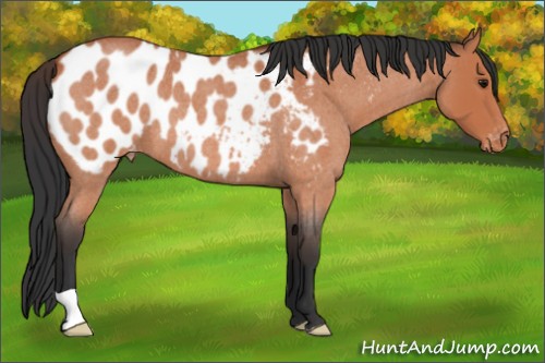 Horse Color:Bay Roan Appaloosa 