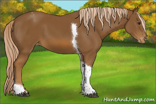 Horse Color:Unknown 