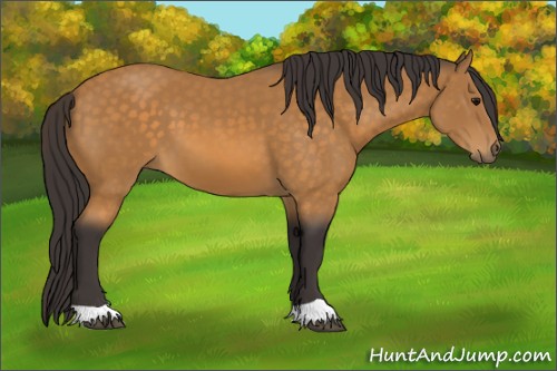Horse Color:Buckskin 