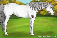 Horse Color:White Spotted Black Appaloosa 