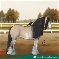 Horse Color:White Spotted Bay Dun Rabicano