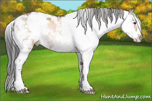 Horse Color:Brown Dun Sabino Rabicano 