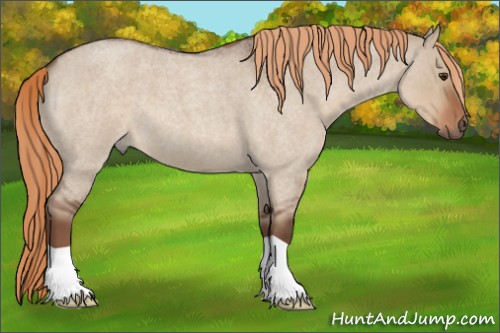Horse Color:Liver Red Dun Roan 