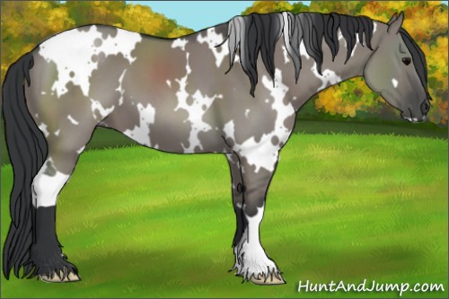 Horse Color:White Spotted Grullo