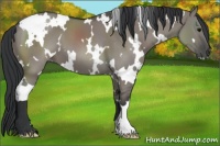 Horse Color:White Spotted Grullo