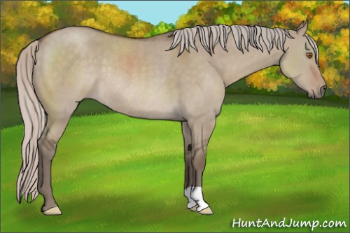 Horse Color:Silver Grullo Rabicano 