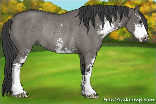 Horse Color:Grullo Roan Sabino Rabicano 