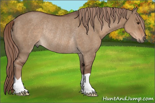 Horse Color:Liver Red Dun Rabicano 