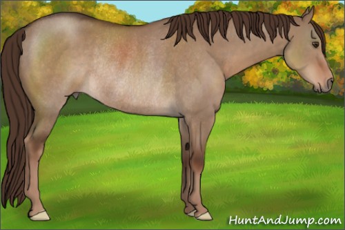 Horse Color:Liver Red Dun Rabicano 