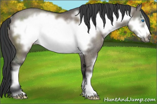 Horse Color:Grullo Sabino Frame Rabicano 