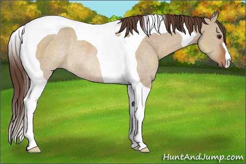 Horse Color:Liver Red Dun Tobiano Rabicano 
