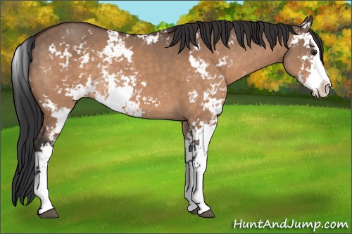 Horse Color:Brown Dun Sabino Rabicano 